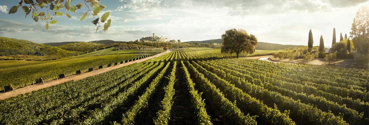 Tenuta San Guido